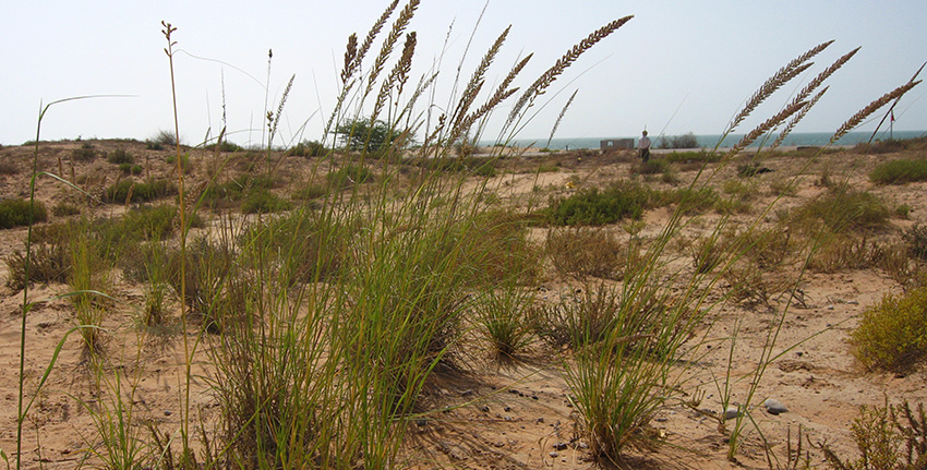 Halfa grass was last spotted by scientists during their expedition to the coastal areas of Ras al-Khaimah in 2007.