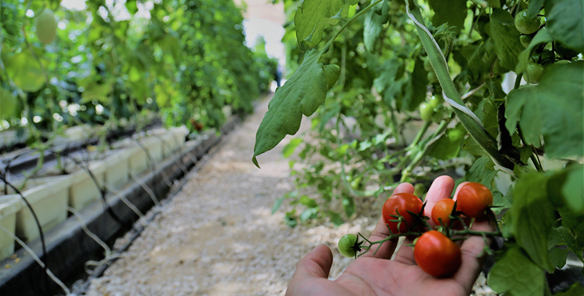 Low-cost technology to make horticulture more profitable in UAE 