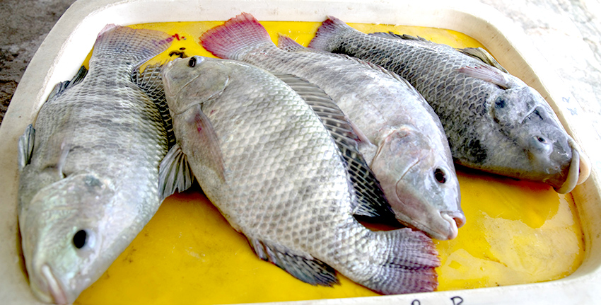 Through an improved, cost-effective inland modular farming approach in desert environments, scientists at the International Center for Biosaline Agriculture (ICBA) have achieved one of the highest fish biomass densities of Tilapia fish (30 kg per cubic meter) compared to previous growing seasons (10 kg per cubic meter), using reject brine (waste water) from desalination units.