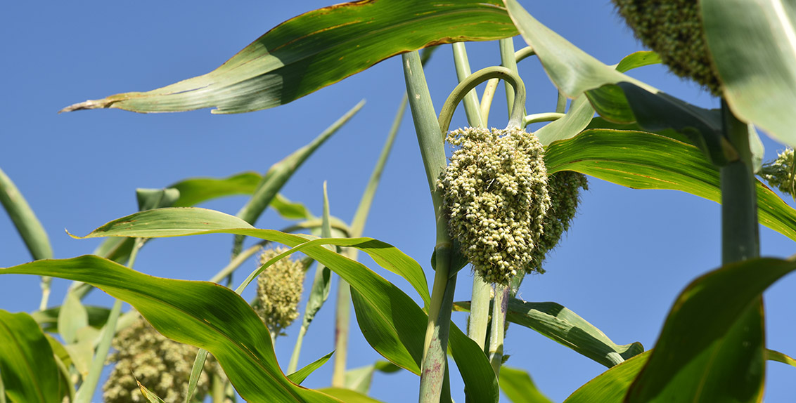 With a plant height of 3–4 m, the crop forms up to 15 compact panicles on one multi-stem plant. Each panicle contains 1,000-3,000 grains of white, yellow, red or dark color. In April and early May, pearl millet is cultivated as the main crop. After the winter wheat harvest in mid-June and early July, it is also suitable for repeated cropping.