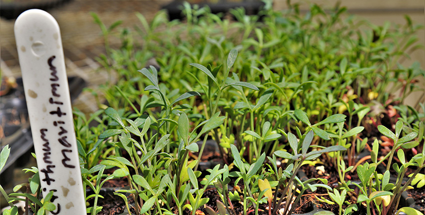 As a pilot study, the center is currently growing six halophytic vegetables at its experimental station in Dubai. The vegetables include Salsola soda (agretti); Crithmum maritimum (rock samphire); Beta maritima (sea beet); Aster tripolium (sea aster); Salicornia bigelovii (samphire); and Portulaca oleracea (common purslane). 
