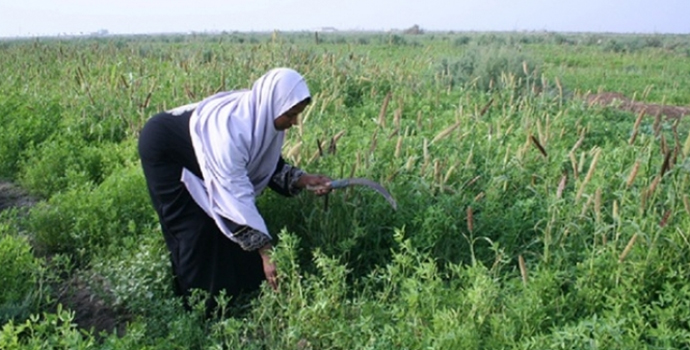 ICBA and Desert Research Center conducts a Seminar and Workshop for Farmers’ Field Schools in Egypt 