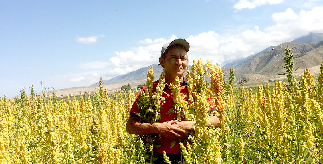 The pioneer farmer who started growing quinoa in the area is 44-year-old agronomist Azamat Kaseev. His company AgroLead is a major producer of this super crop in the region. It all began in 2012 when he received first seeds of quinoa varieties "Regalona" and "Titicaca" from the Food and Agriculture Organization of the United Nations (FAO). It has taken him around five years to test and adapt the crop to local conditions.