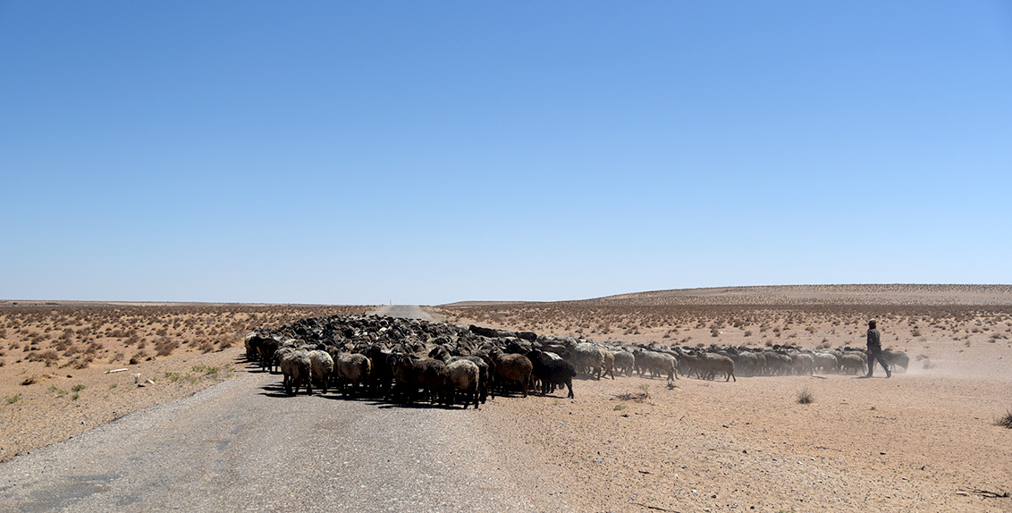 Although there is very limited surface water throughout the desert, Kyzylkum has rich reserves of saline, pressurized groundwater. For years, the desert has served as a pasture for livestock, especially Karakul sheep and camels.