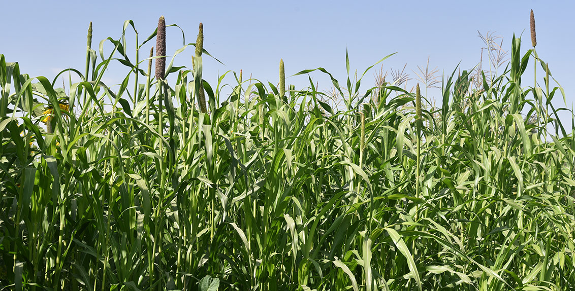 One of the most promising feed, grain and energy crops are sorghum and pearl millet, cultivated in many parts of the world today. They are important crops for food security in semi-arid and arid regions due to their high nutritional quality, tolerance of stresses and performance in marginal lands with low fertility.