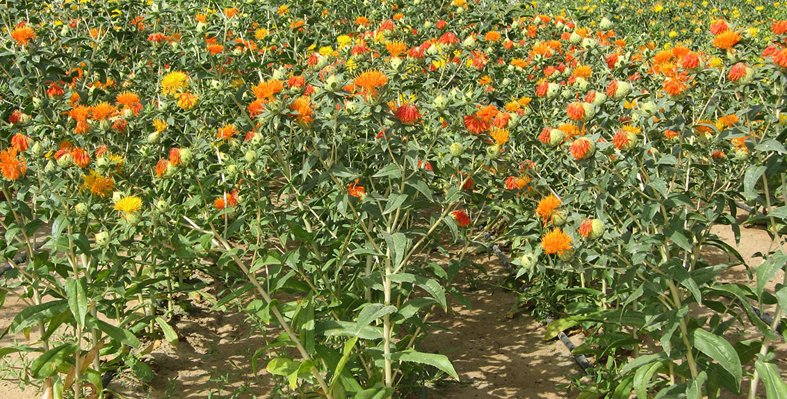 Safflower, an oil seed crop, not only has multiple commercial uses, but, due to its deep root system, is especially suitable to arid regions and sandy soils.