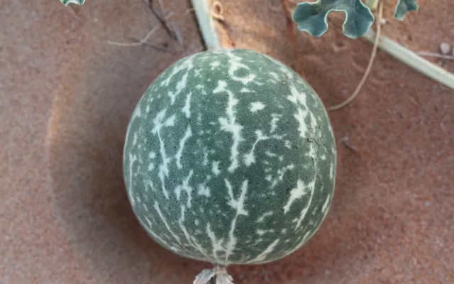 Studies confirm desert gourd as potential biodiesel crop for marginal lands